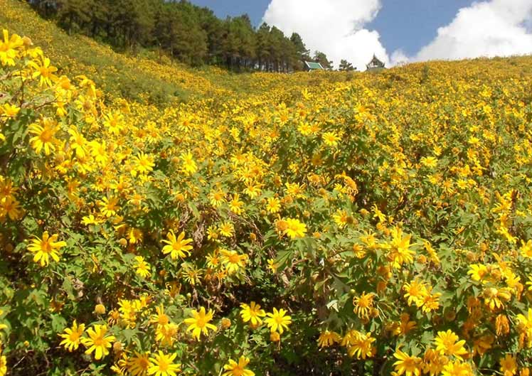 Sunflowers in Mae Hong Son